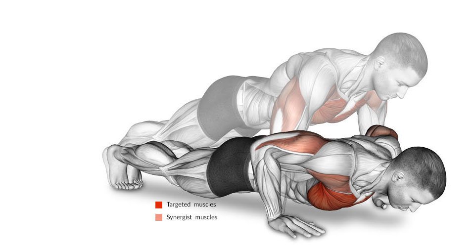 Illustrations of exercises anatomy